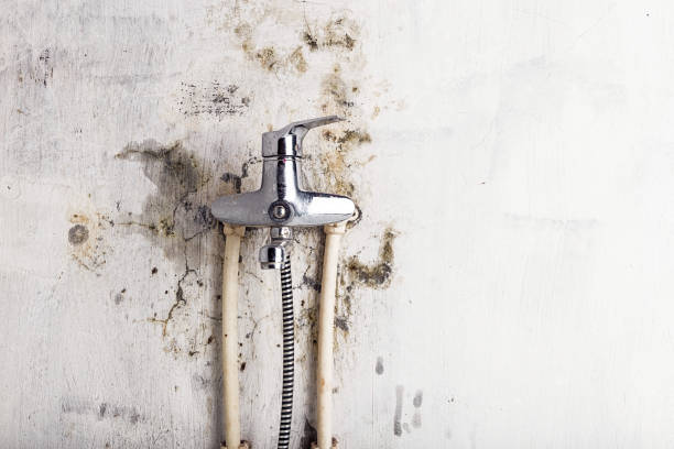 Best White Mold Remediation in Nisswa, MN