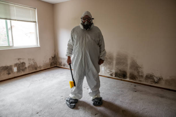 Best Post-Flood Mold Remediation in Nisswa, MN